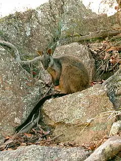 Description de l'image Brush-tailed Rock-wallaby.jpg.