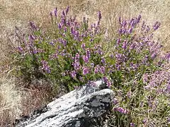 Bruyère en fleur sur schiste (lande de Forgeneuve).