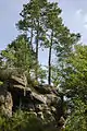 Roche de Pointhaie, Bruyères, pins sylvestres, une espèce est endémique à Bruyères.