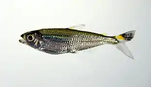 Bryconops cf. caudomaculatus (Iguanodectidae)