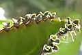 Plantules apparaissant au bord des feuilles de Kalanchoe daigremontiana.