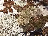 Bryophytes (mousses) et mycètes (lichens) sur des roches préhistoriques dans la forêt de Leschaud à Orelle