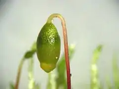 Capsule du sporophyte grossi 30X