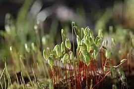 Bryum capillare.