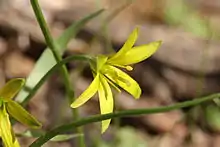 Gagée jaune