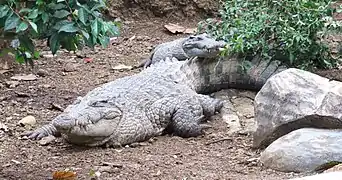 Crocodile de Nouvelle-Guinée.