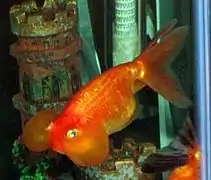 Bulles « décoratives » du poisson rouge Bubble Eye