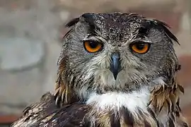 Hibou grand-duc(Bubo bubo)