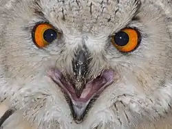 Yeux d'un oiseau (Bubo bubo)