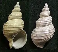 Buccinum leucostoma