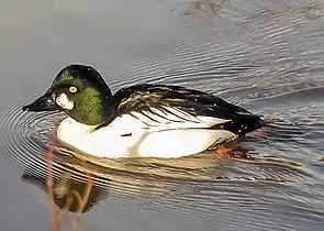 Garrot à œil d'or (Bucephala clangula)