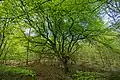 Les réitérations du hêtre commun (Fagus sylvatica) suivent le modèle de Leeuwenberg