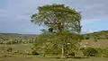 Pied de Terminalia tetraphylla