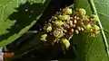 Inflorescence de Terminalia tetraphylla