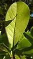 Feuille de Terminalia tetraphylla (face inférieure)