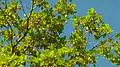 Rameaux feuillés et fruits de Terminalia tetraphylla