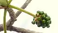 Inflorescence immature de Terminalia tetraphylla