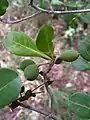 Rameaux feuillés et fruits de Terminalia tetraphylla