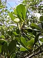 Rameaux feuillés et fruits de Terminalia tetraphylla