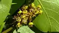 Inflorescence de Terminalia tetraphylla