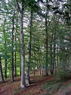 Description de cette image, également commentée ci-après