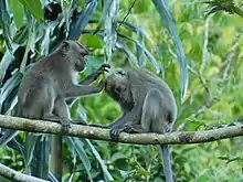 Couple s'épouillant dans la nature, Sumatra, Indonésie.