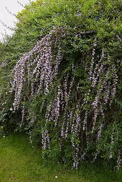 Description de l'image Buddleja alternifolia A.jpg.