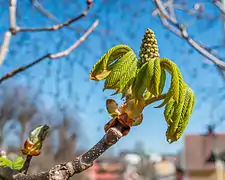 Dépliage de l'inflorescence et des feuilles.