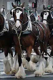 Vue sur un attelage de quatre chevaux en environnement urbain.