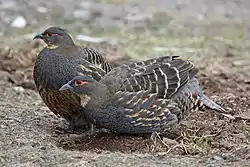 Description de l'image Buff-throated Partridge 07.jpg.