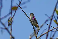 Description de l'image Buff-throated purpletuft (2).jpg.