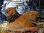 Poule Brahma naine fauve herminée