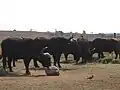 Buffalo dans la réserve de rhinocéros et de lions de Krugersdorp