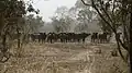 Buffle d'Afrique dans le parc W Niger (Buffle d'Afrique).