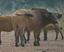 Les buffles sont une espèce endémique de l'est et du sud-est camerounais; ils sont également présents dans et autour de la réserve du parc national du Mbéré.