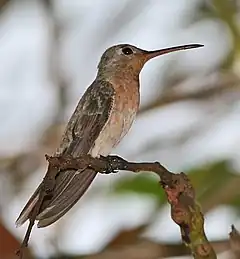 Colibri trompeur