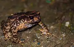 Description de l'image Bufo Stuarti ,Eaglenest WLS Arunachal.jpg.