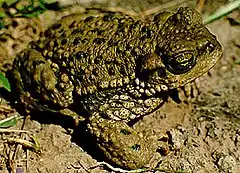 Description de l'image Bufo achalensis.jpg.