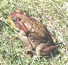 Description de l'image Bufo achavali01.jpg.