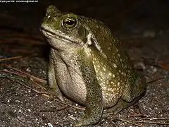 Description de l'image Bufo arenarum.jpg.