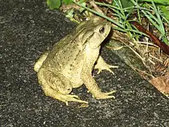 Description de l'image Bufo_bankorensis_Taroko_Canyon_Taiwan.jpg.