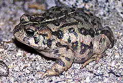 Description de l'image Bufo boreas01.jpg.