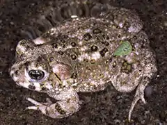 Description de l'image Bufo californicus1.jpg.