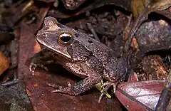 Description de l'image Bufo canaliferus01.jpg.