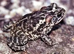 Description de l'image Bufo coccifer.jpg.