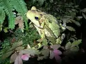 Description de l'image Bufo coniferus01.jpg.