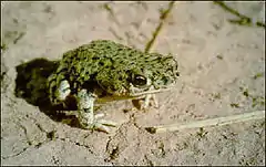 Description de l'image Bufo debilis insidior1.jpg.