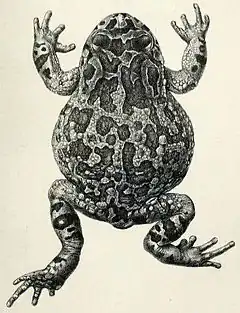 Description de l'image Bufo granti.jpg.