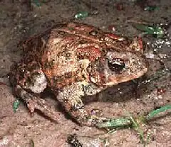 Description de l'image Bufo houstonensis1.jpg.