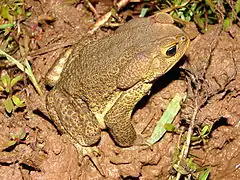 Description de l'image Bufo ictericus01a.jpg.